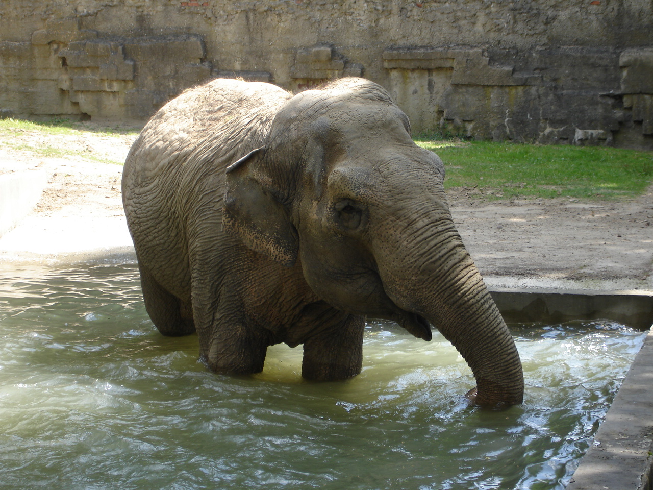 Asian elephant - Magda