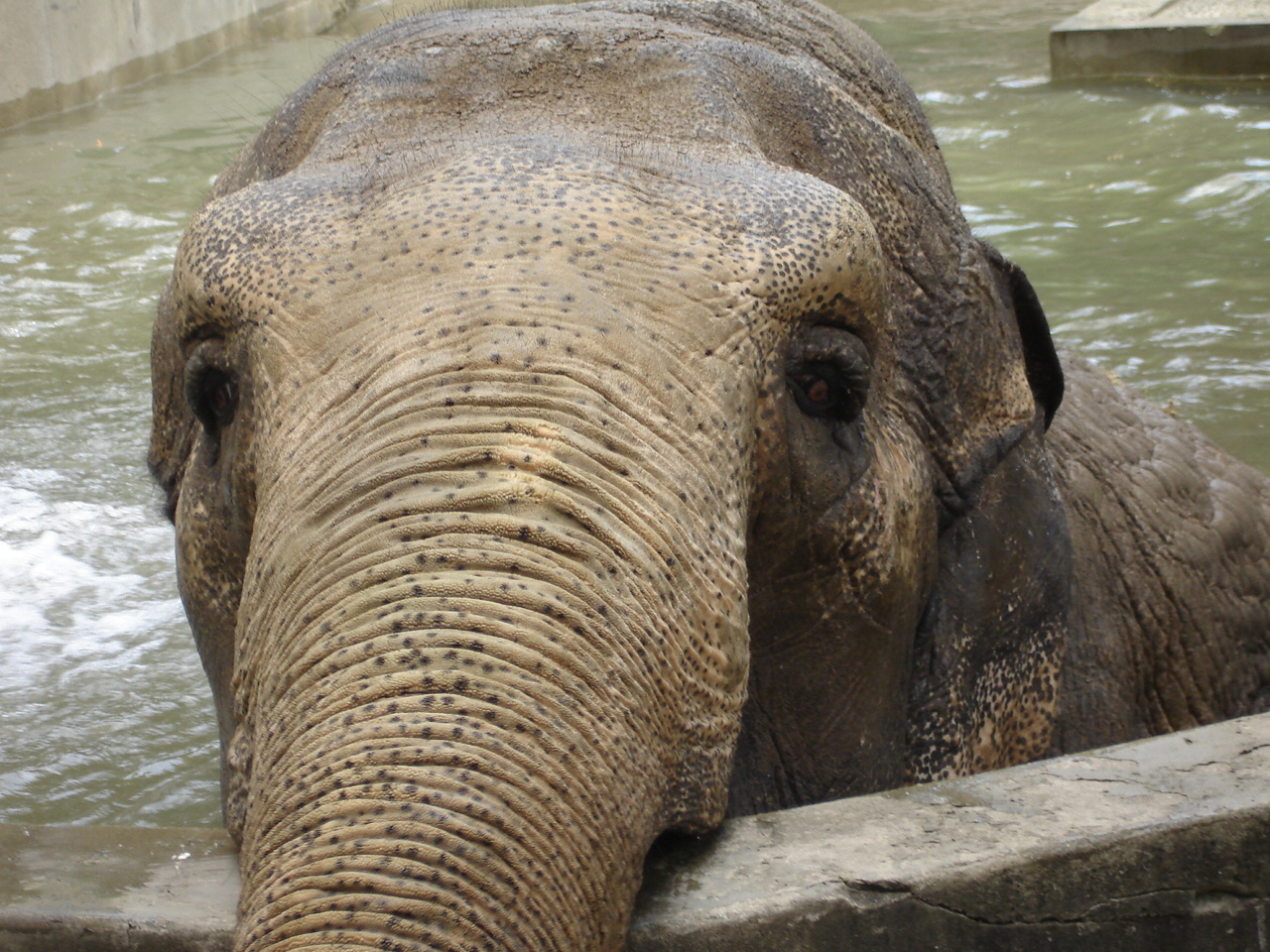 Asian elephant - Magda