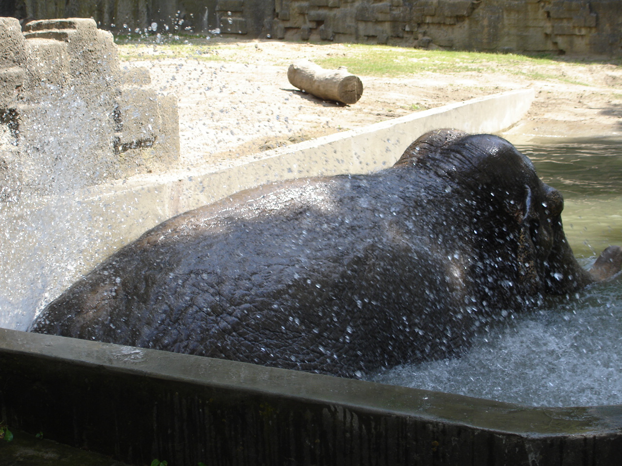 Asian elephant - Magda