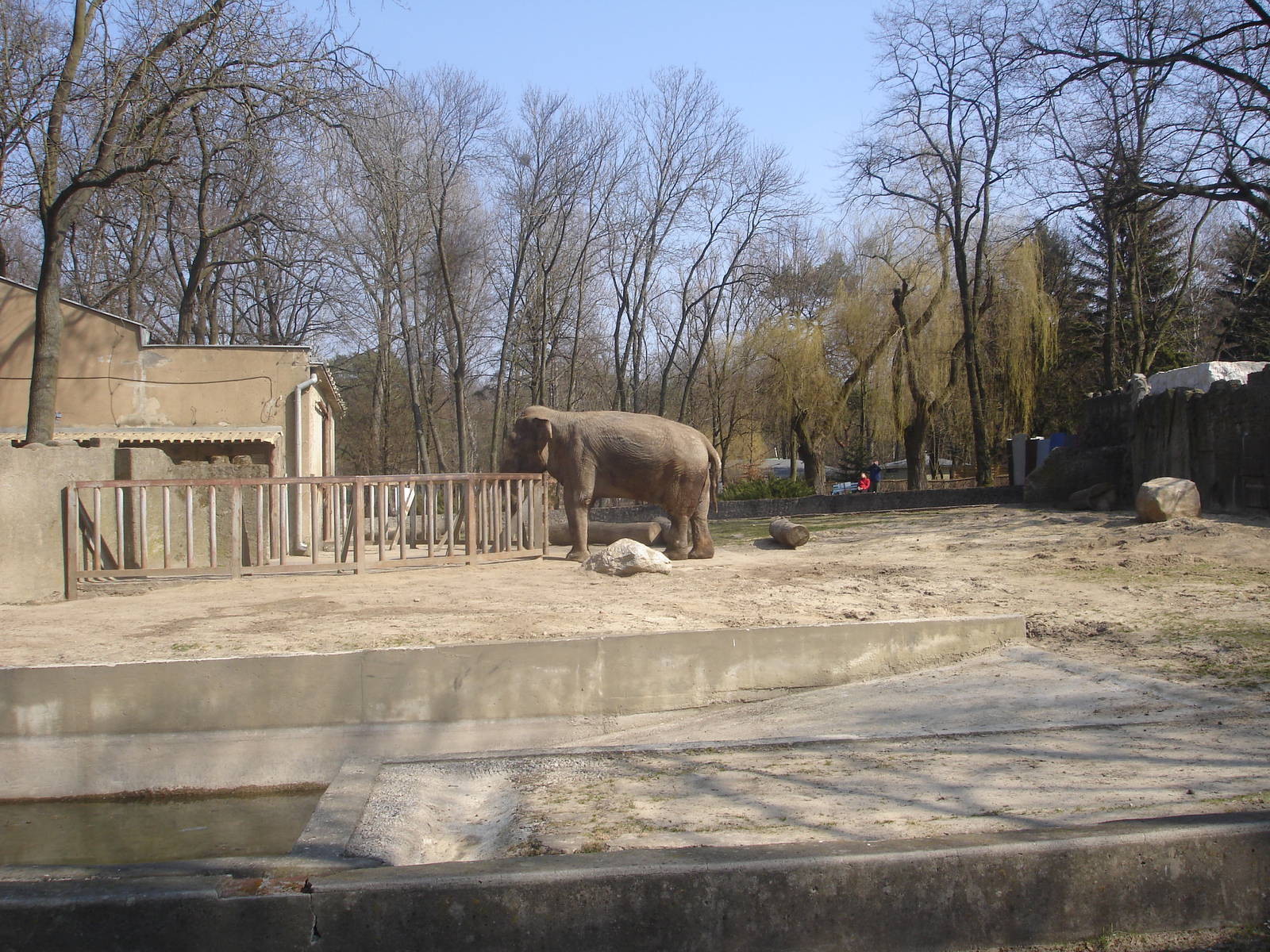 Asian elephant - Magda