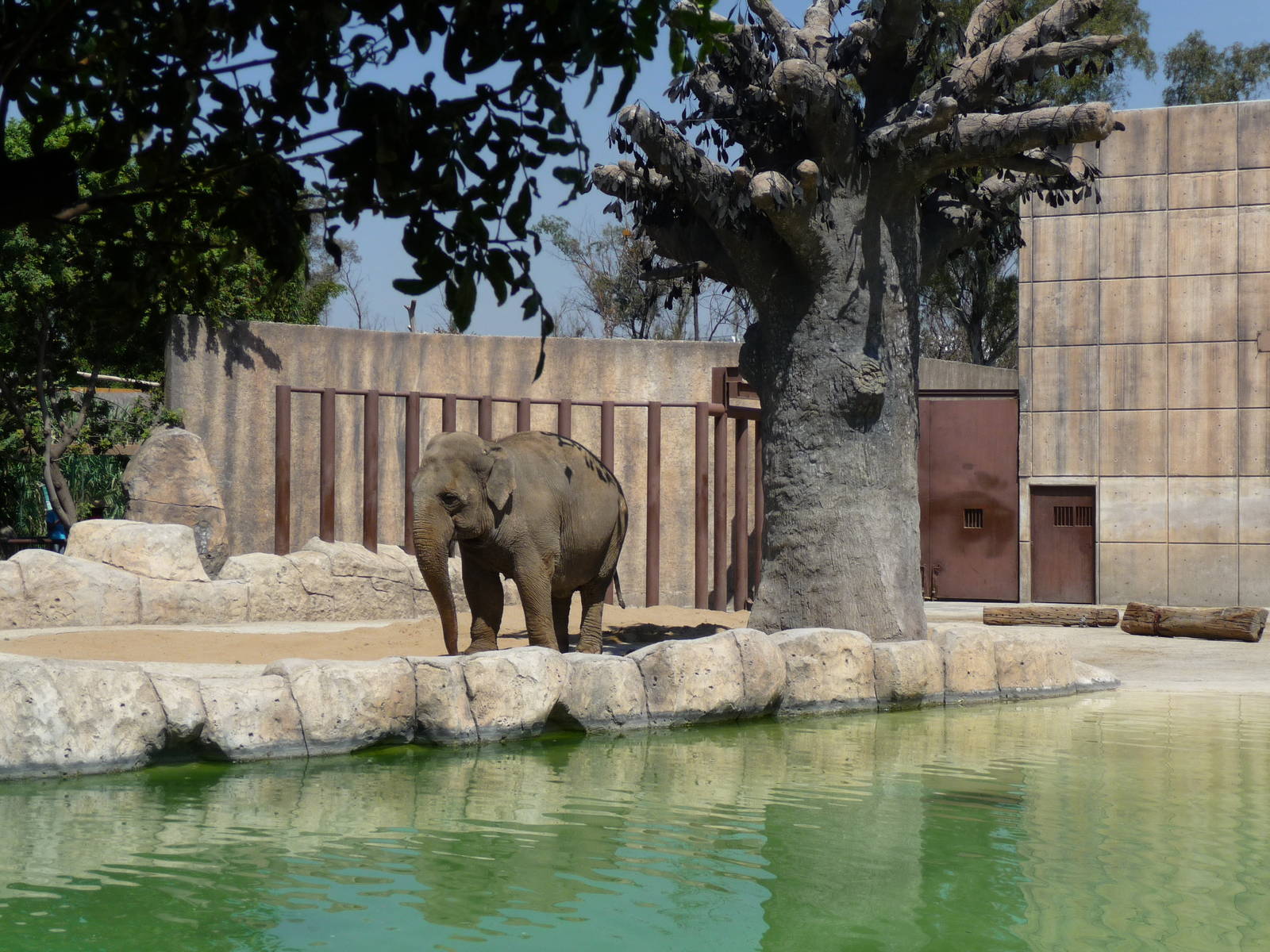 asian elephant maggie san juan de aragon zoo