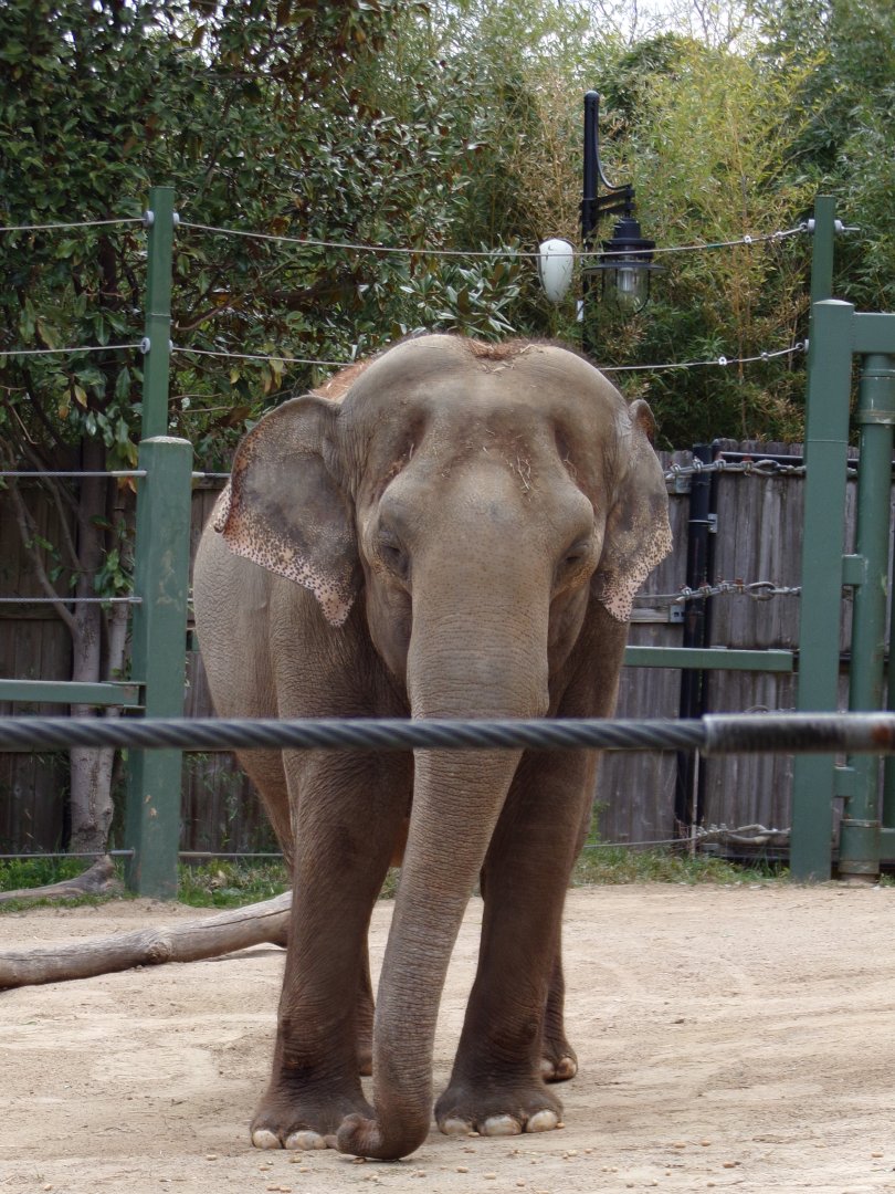 Asian Elephant, Mai Thai