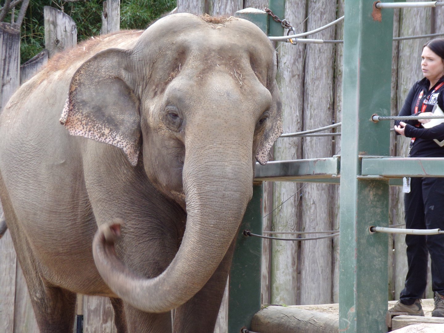 Asian Elephant, Mai Thai