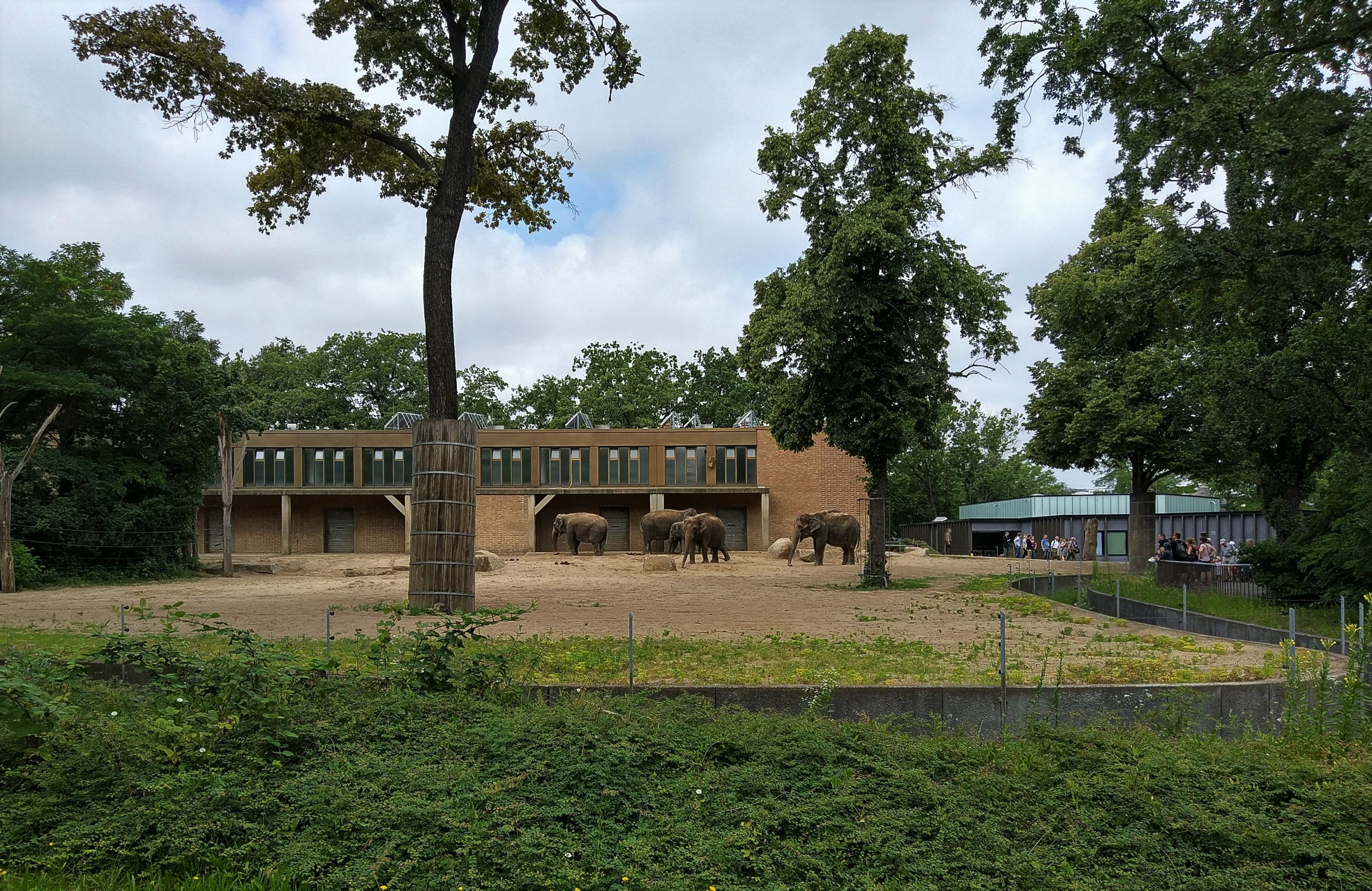 Asian Elephant Main Paddock