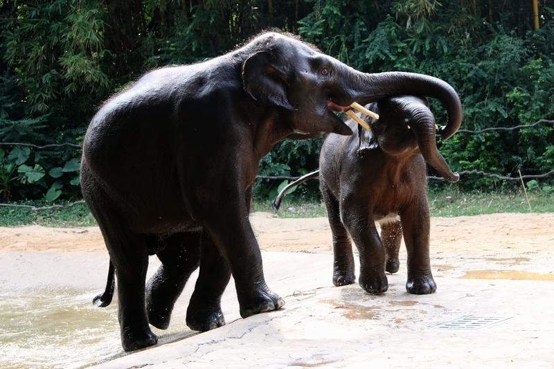 Asian elephant mainland subspecies