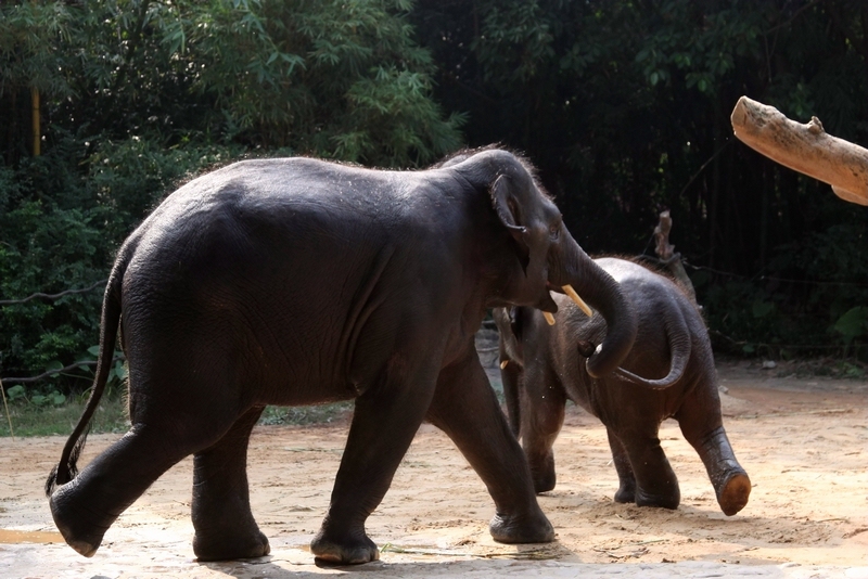 Asian elephant mainland subspecies