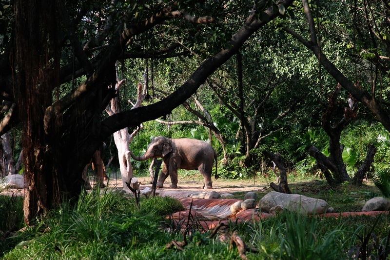 Asian elephant mainland subspecies