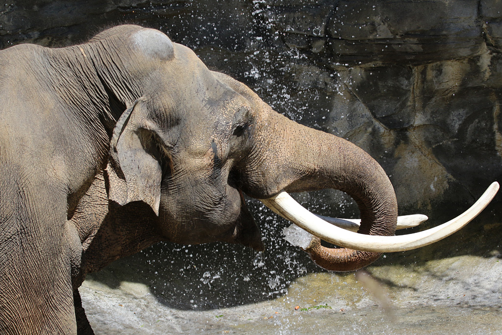 Asian Elephant male at LA Zoo 16th April 2016