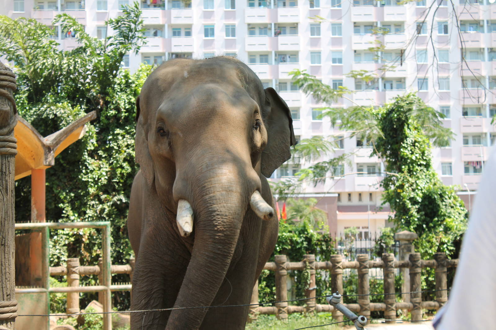 Asian Elephant Male - February 2013