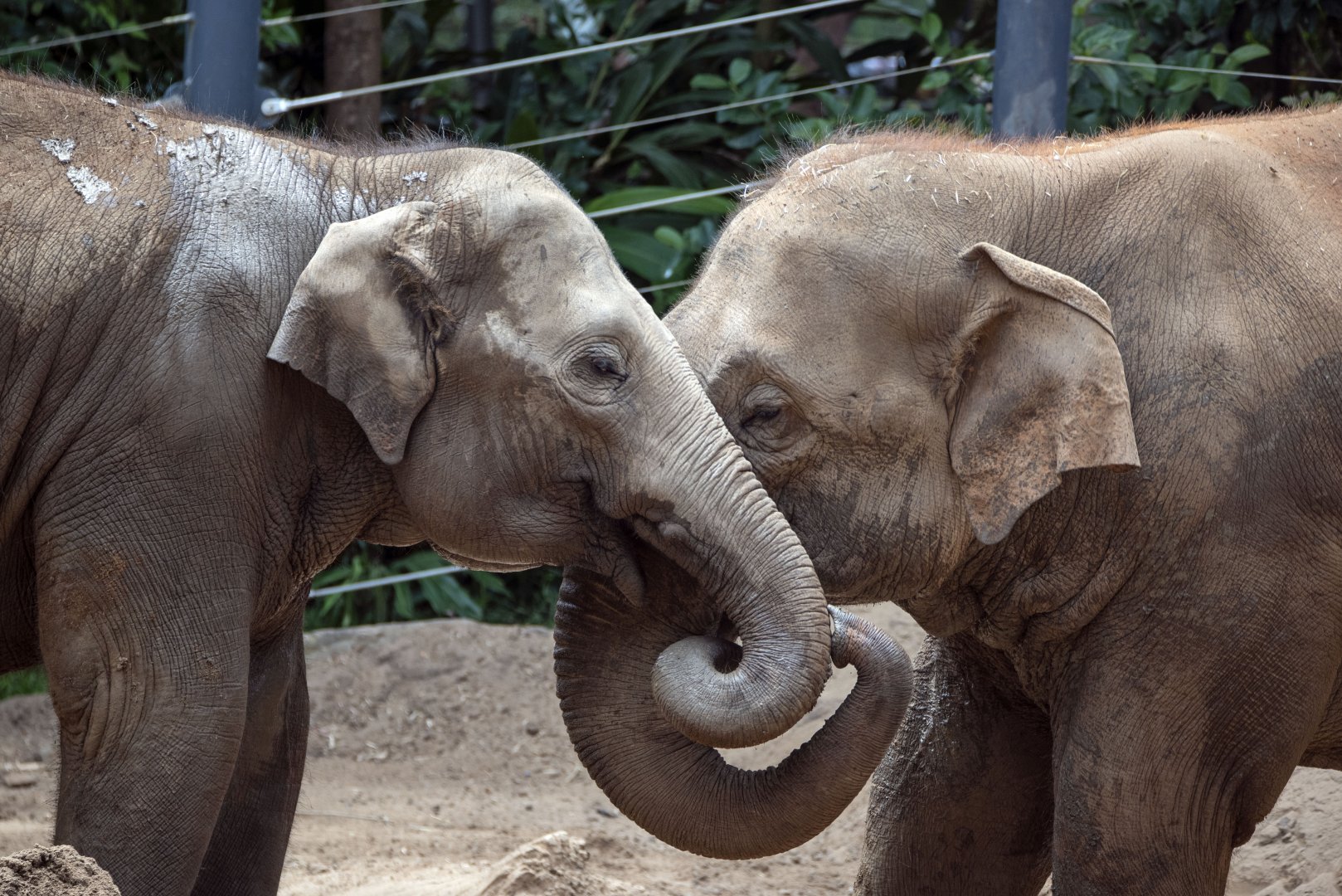 Asian elephant 'Man Jai' and 'Luk Chai'