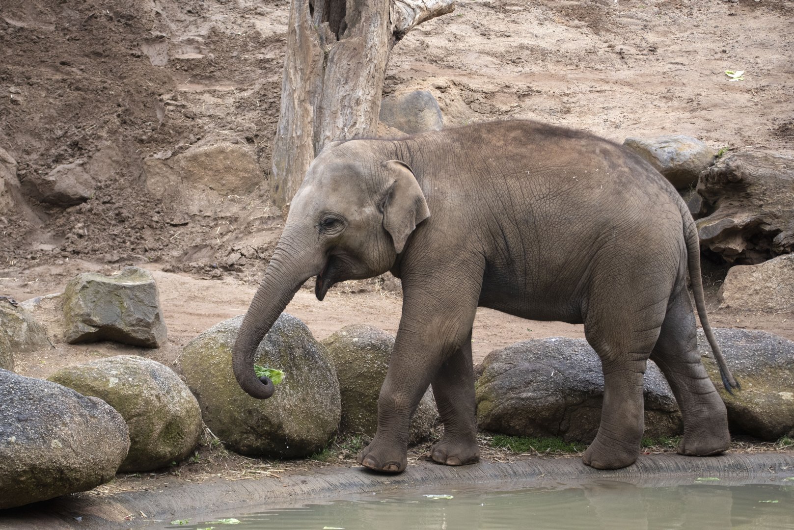 Asian elephant 'Man Jai'