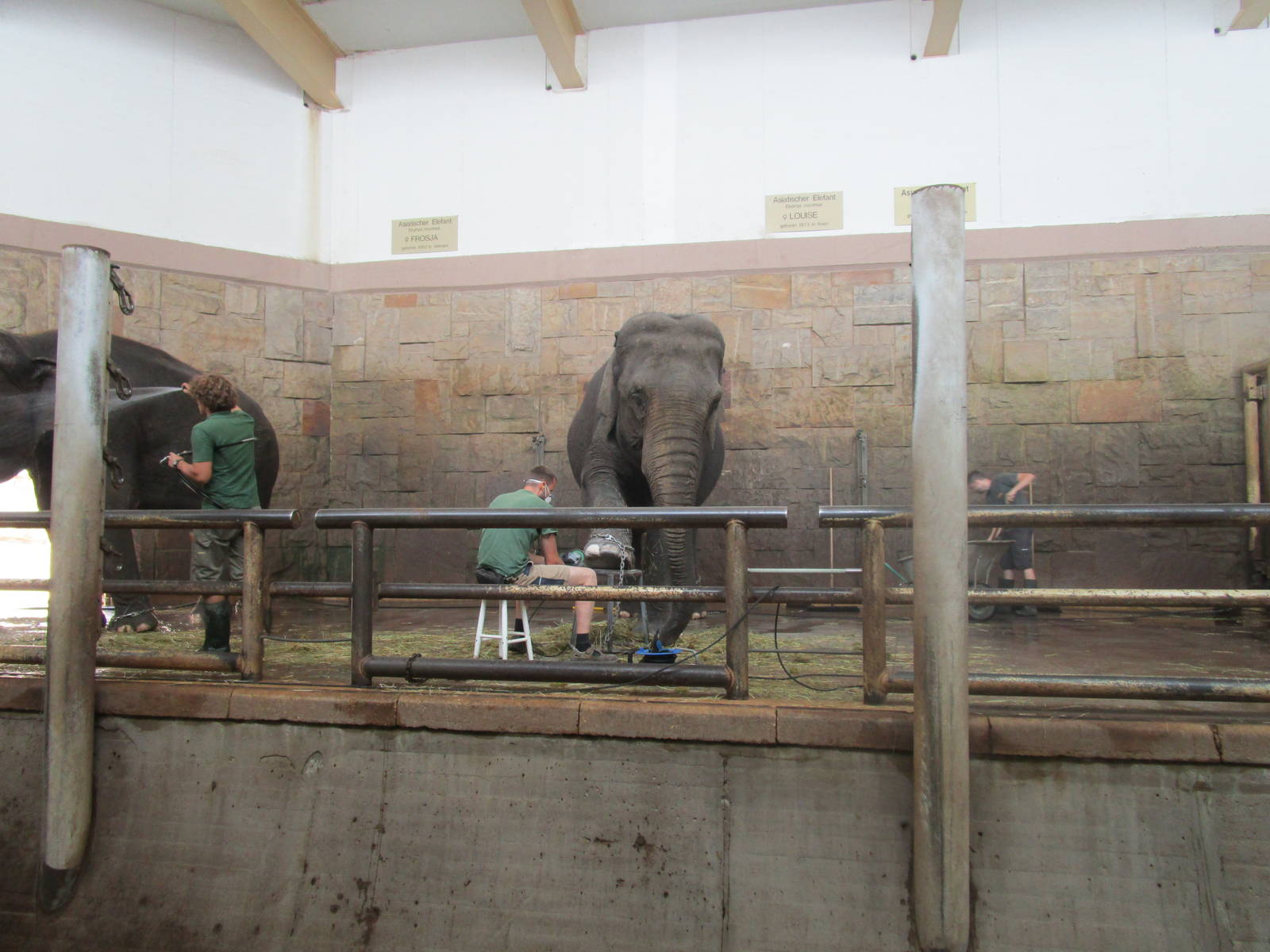 Asian Elephant Manicure - 6/7/15