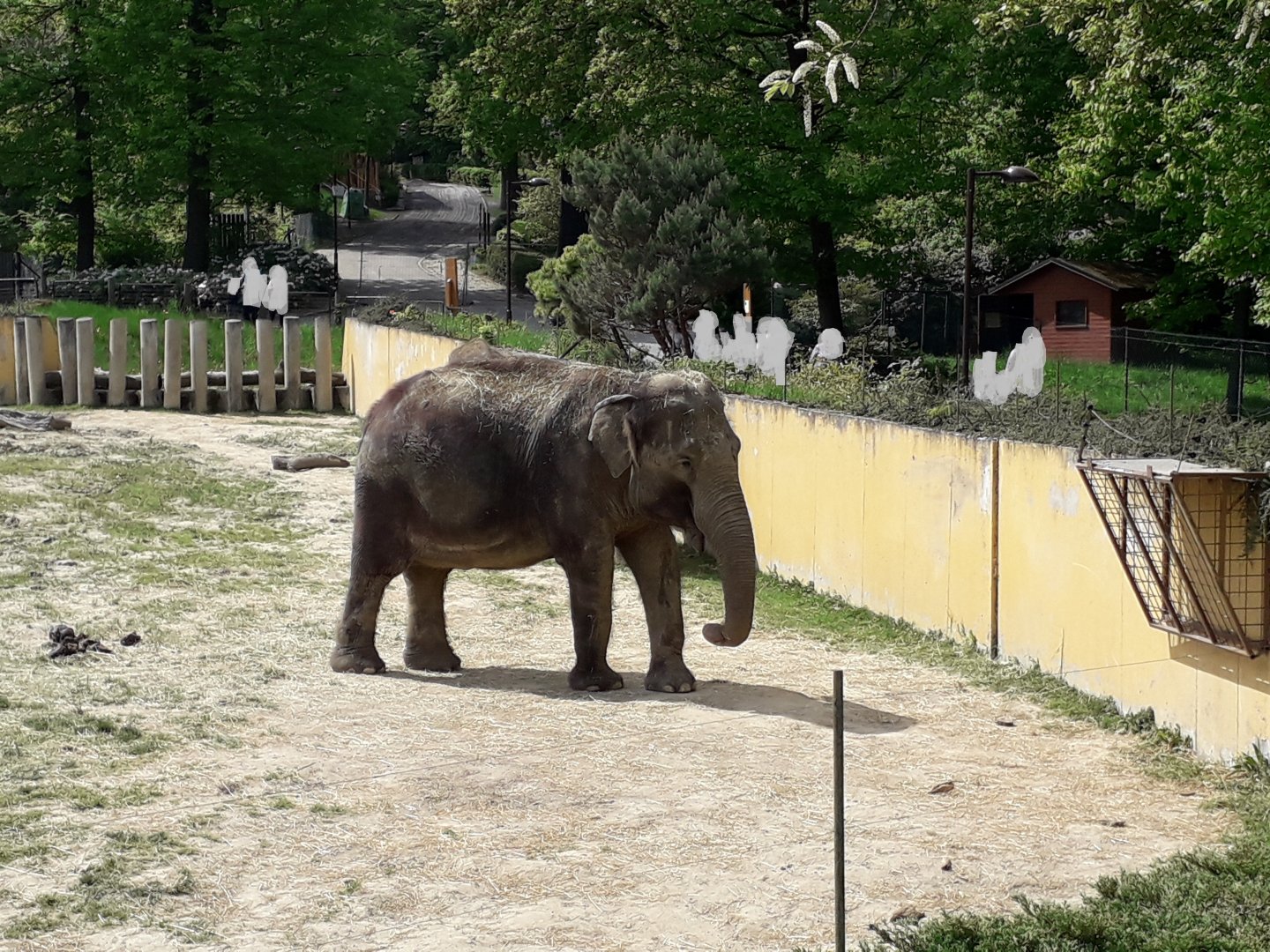 Asian elephant - matriarch Johti