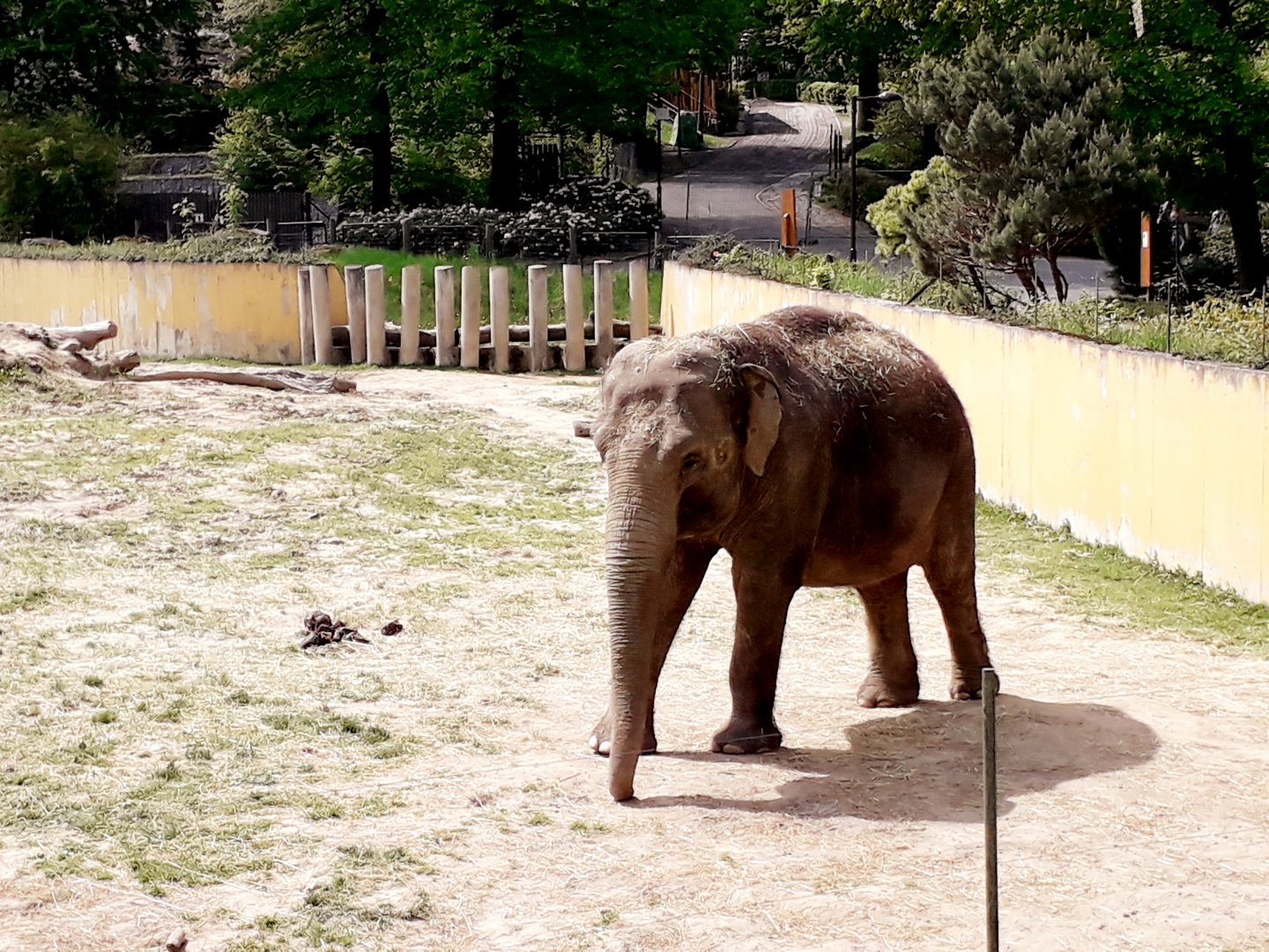 Asian elephant - matriarch Johti