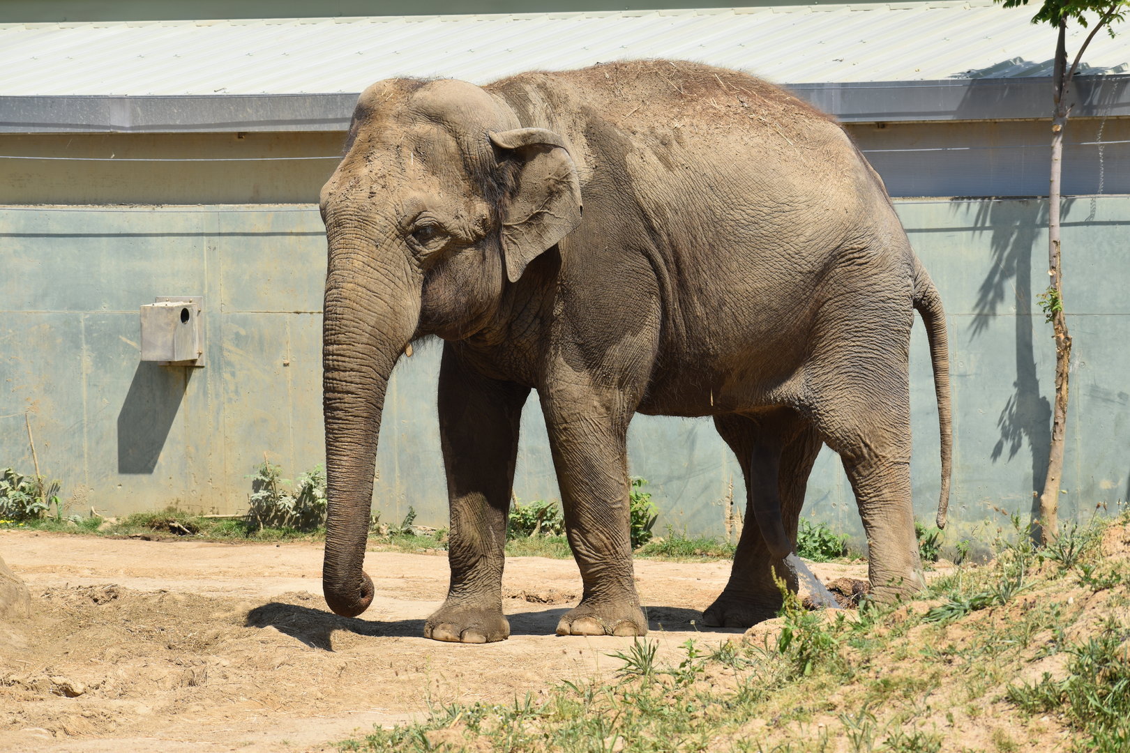 Asian Elephant "Maung Htoo" - Elephas maximus