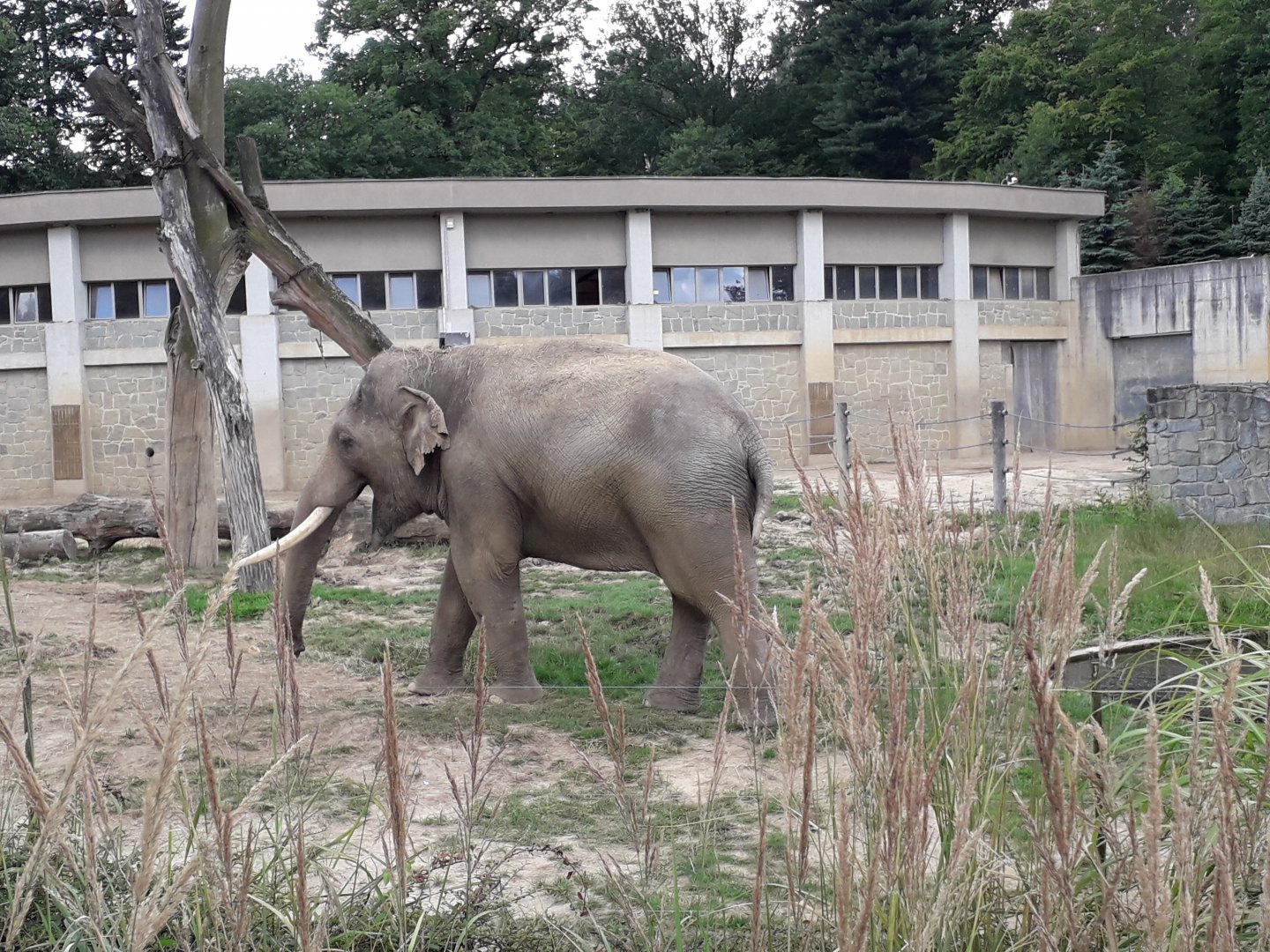 Asian elephant Maxim