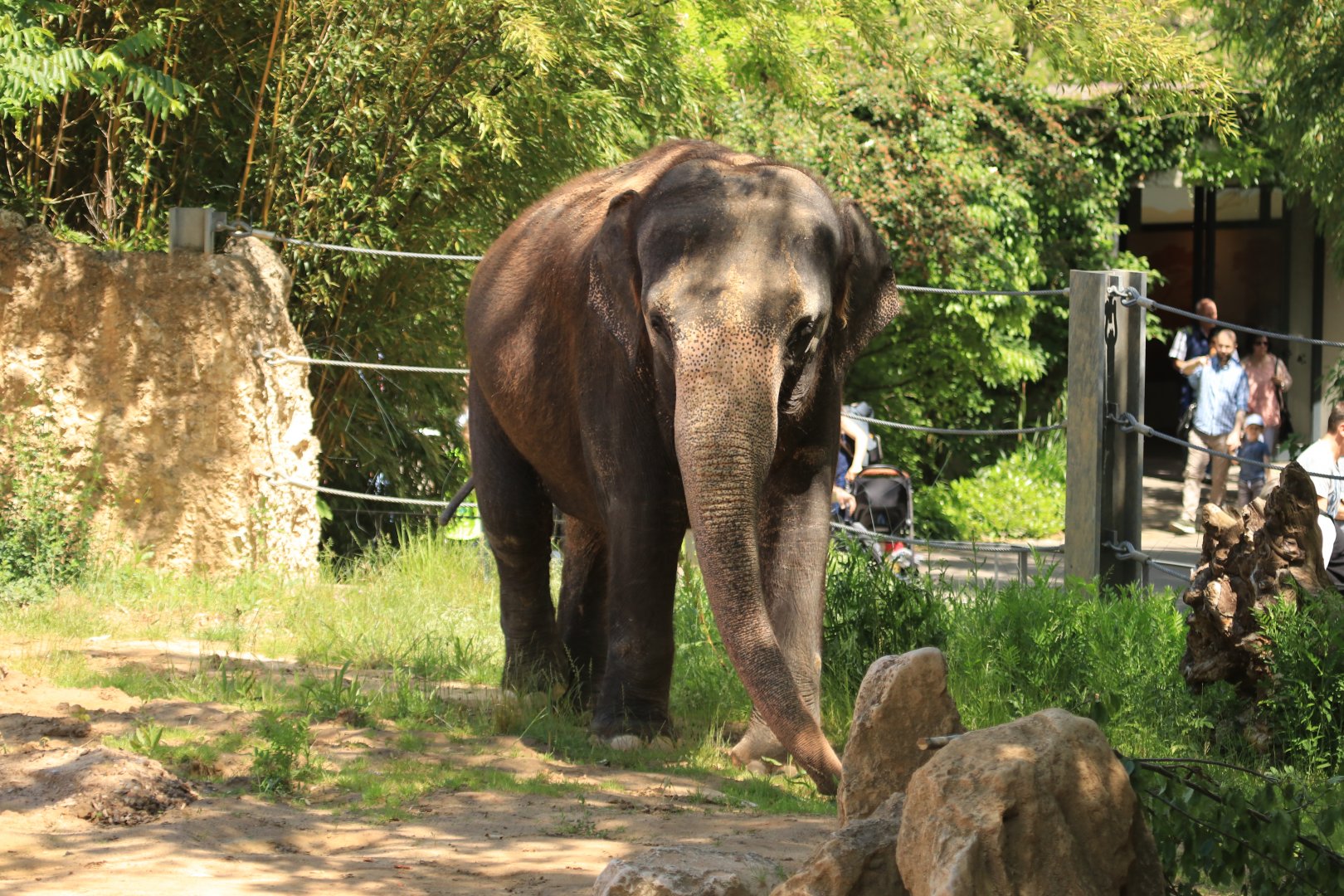 Asian Elephant (May 2019)
