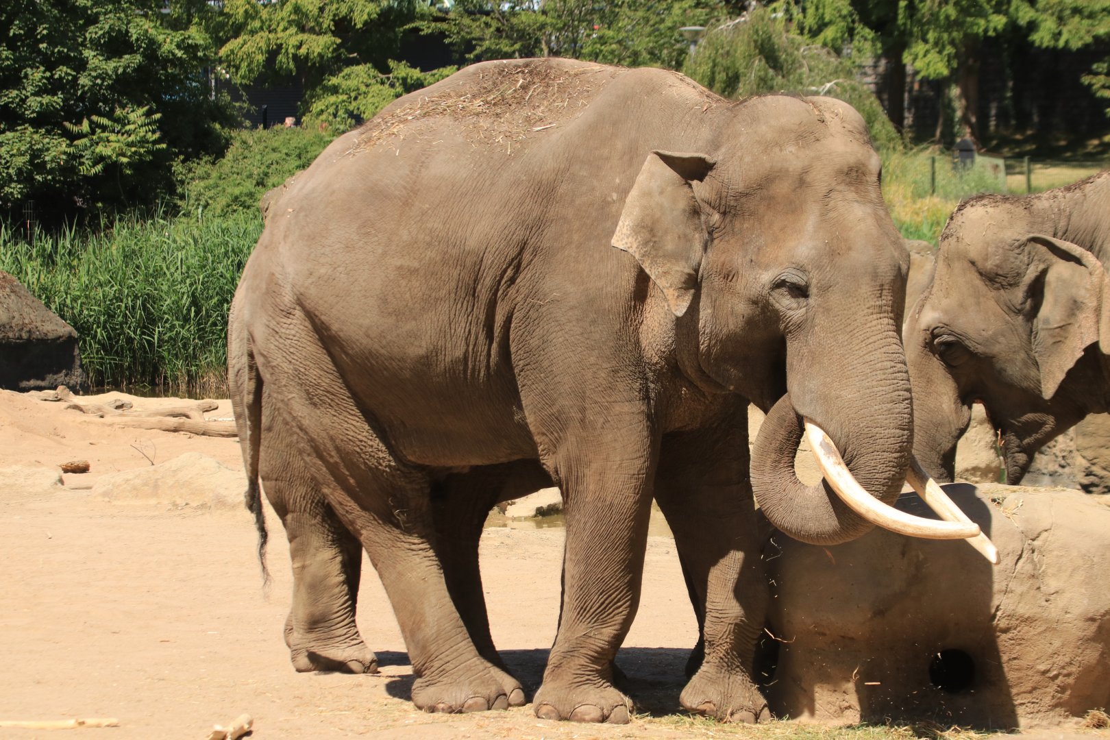 Asian elephant - May 2020