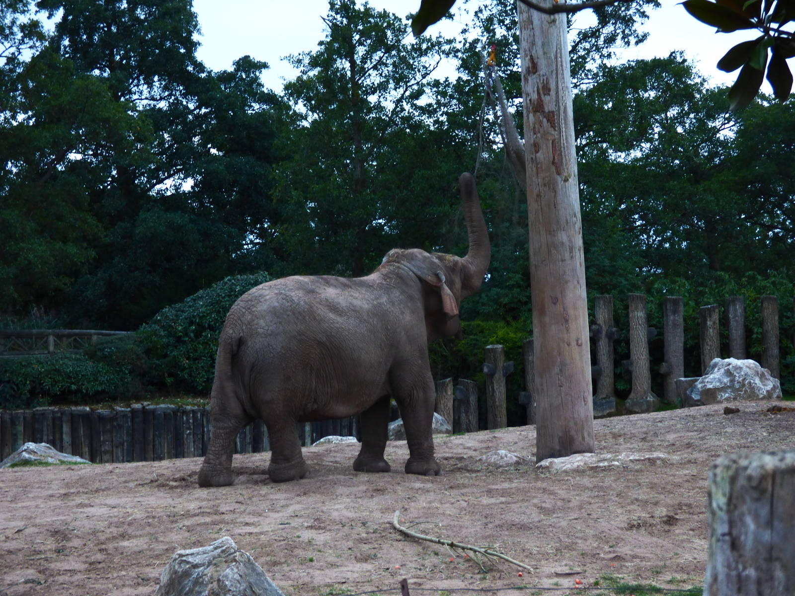 Asian Elephant Maya having a late tea