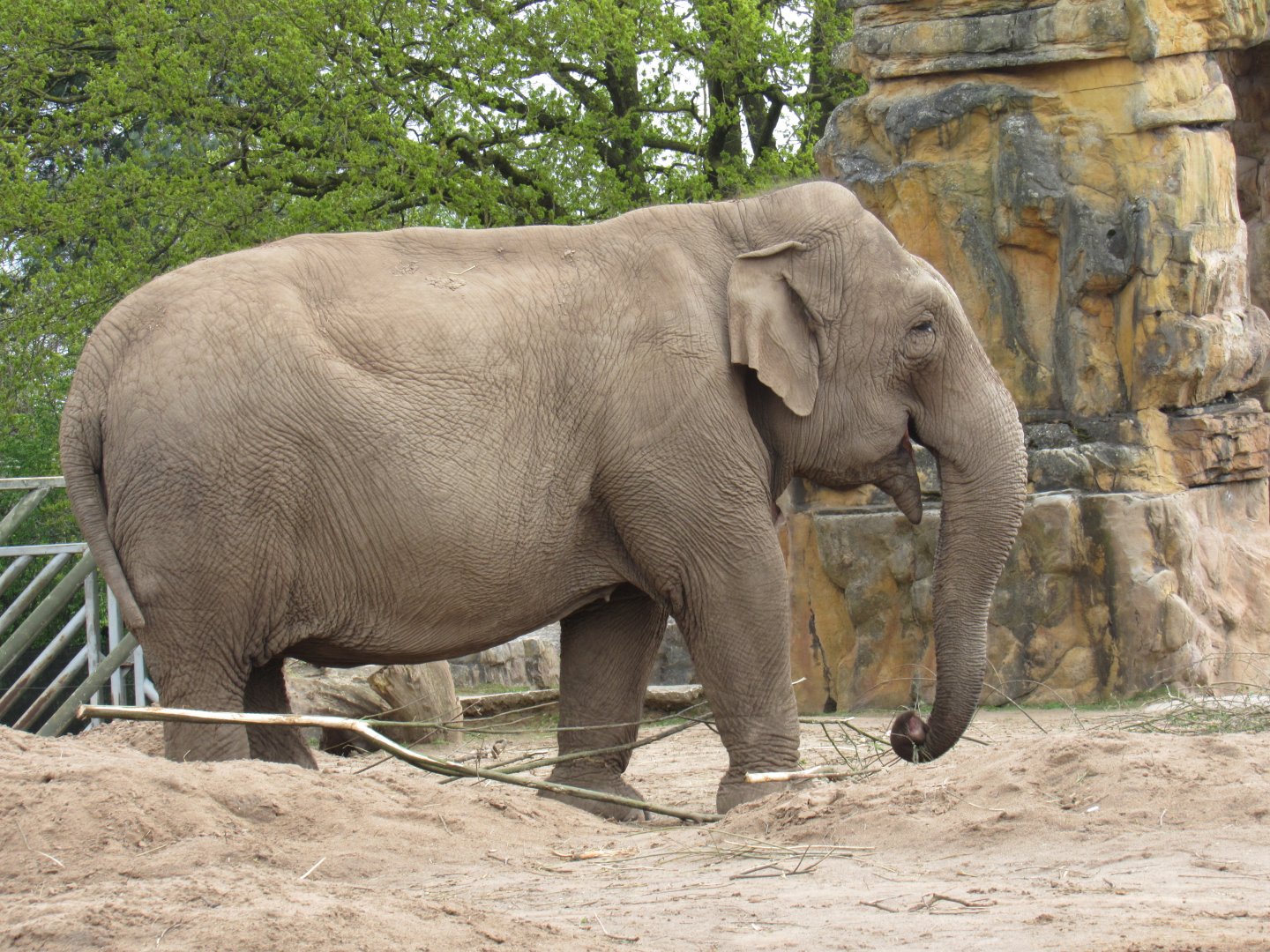 Asian elephant - Maya Hi-Way