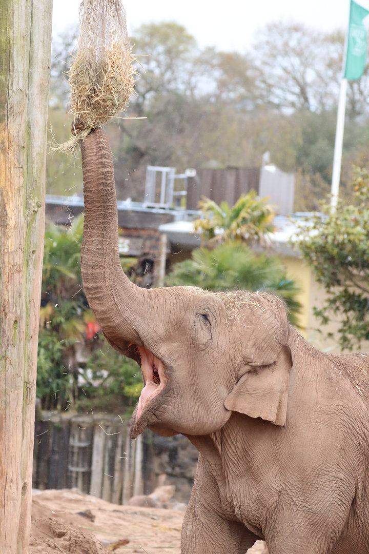 Asian Elephant 'Maya'