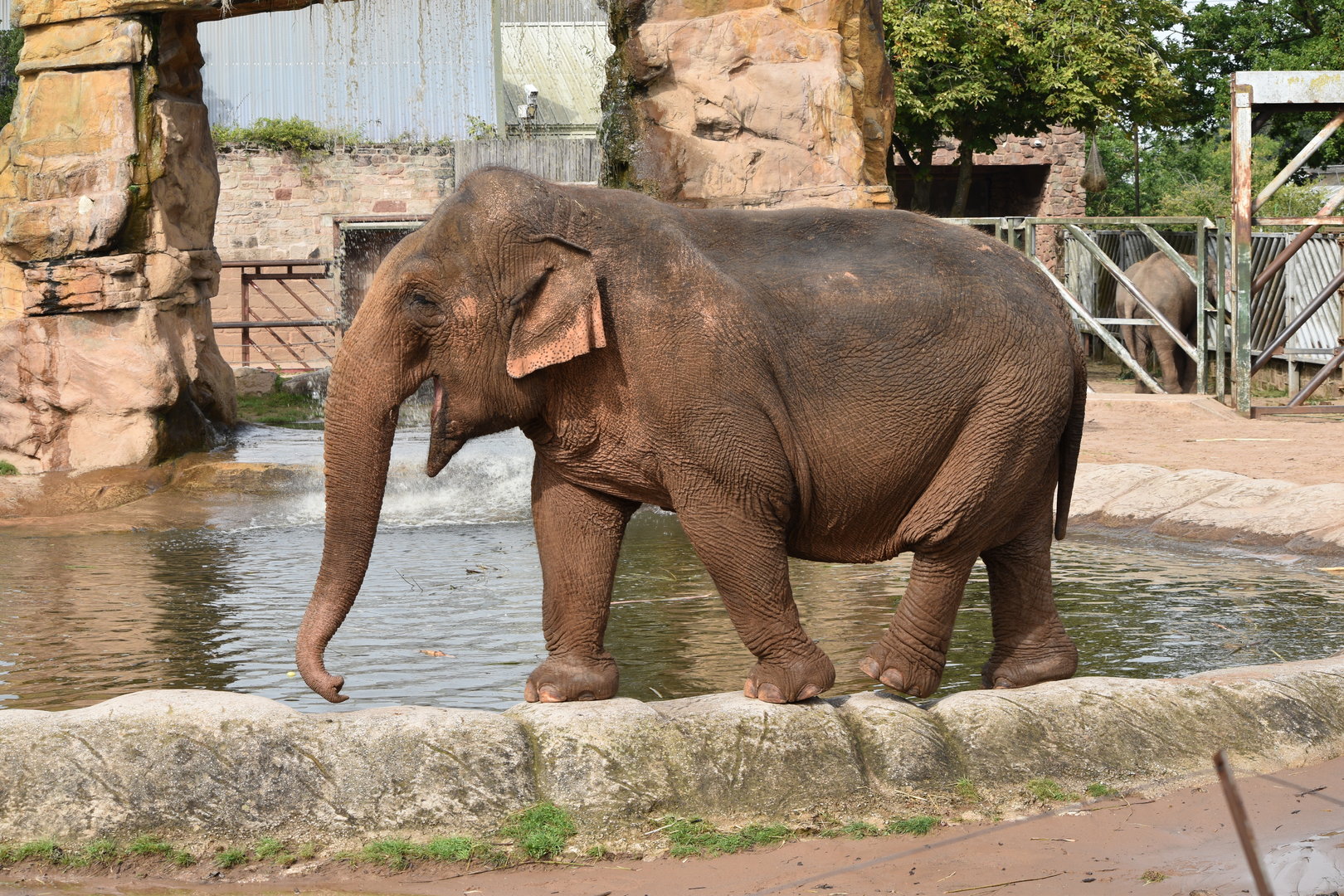 Asian Elephant "Maya"