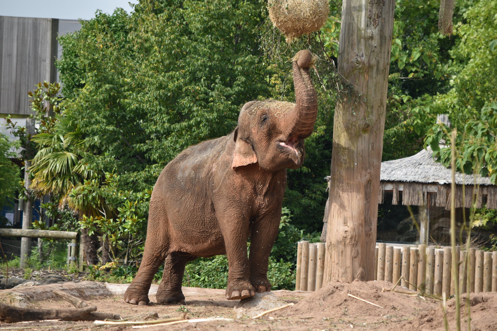 Asian Elephant "Maya"
