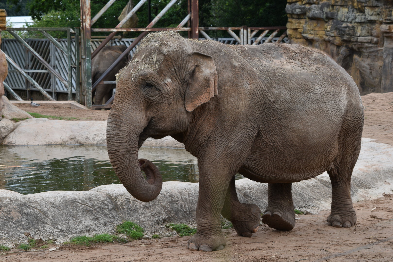 Asian Elephant - Maya