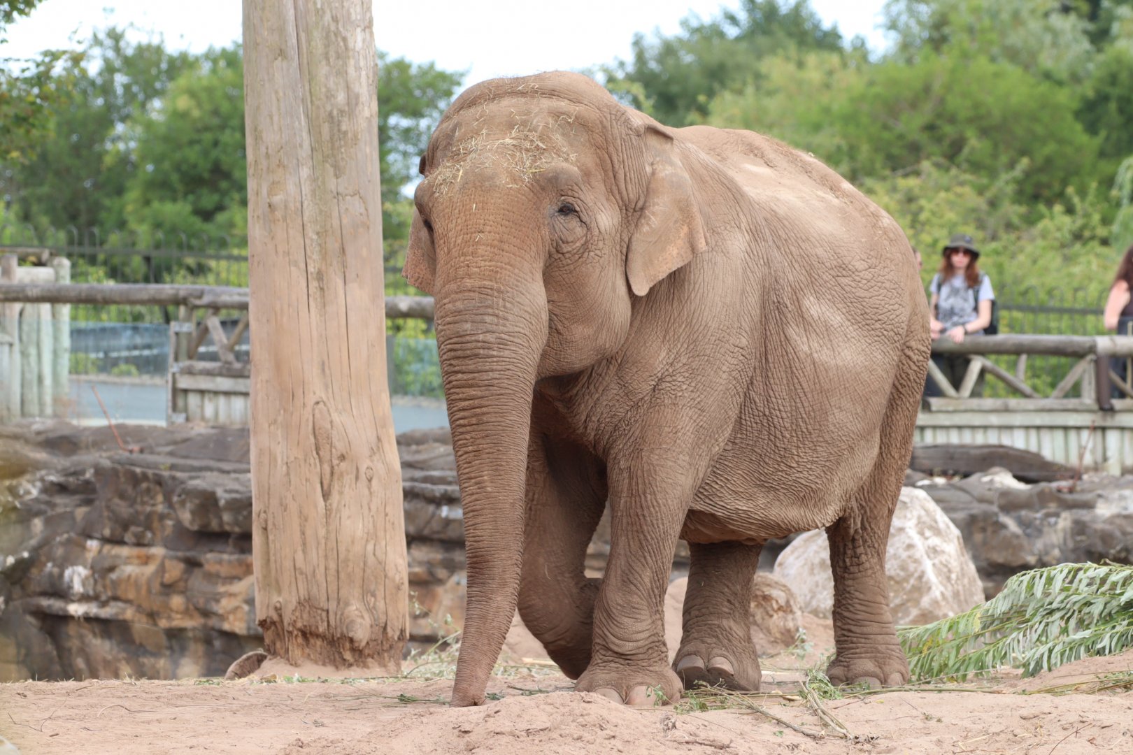 Asian Elephant 'Maya'