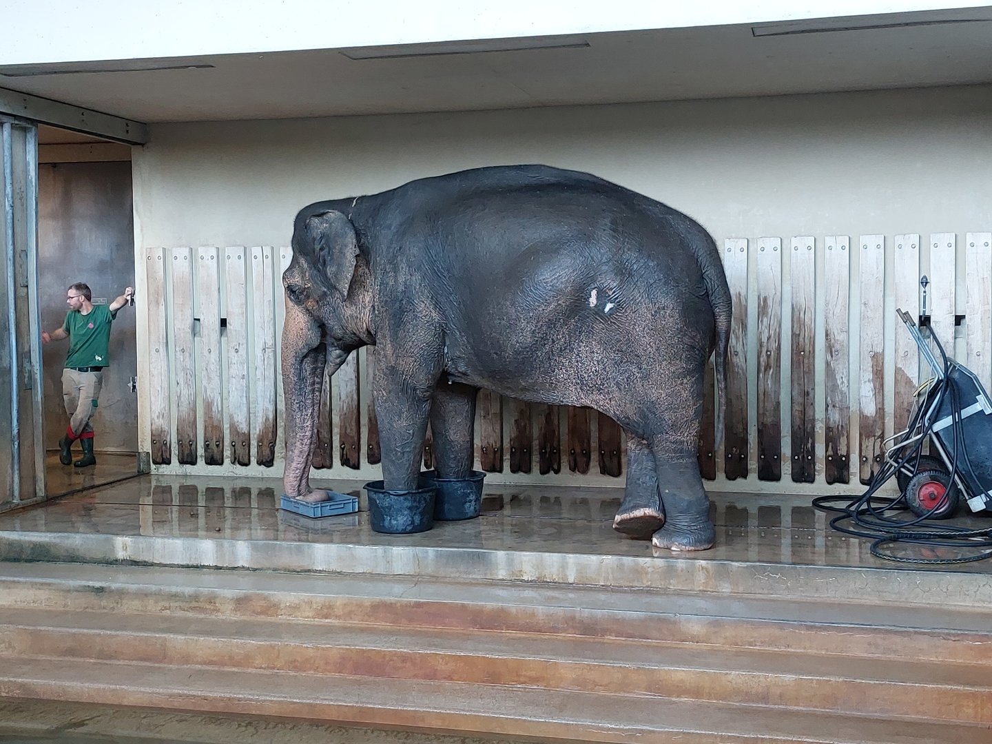 Asian elephant medical treatment