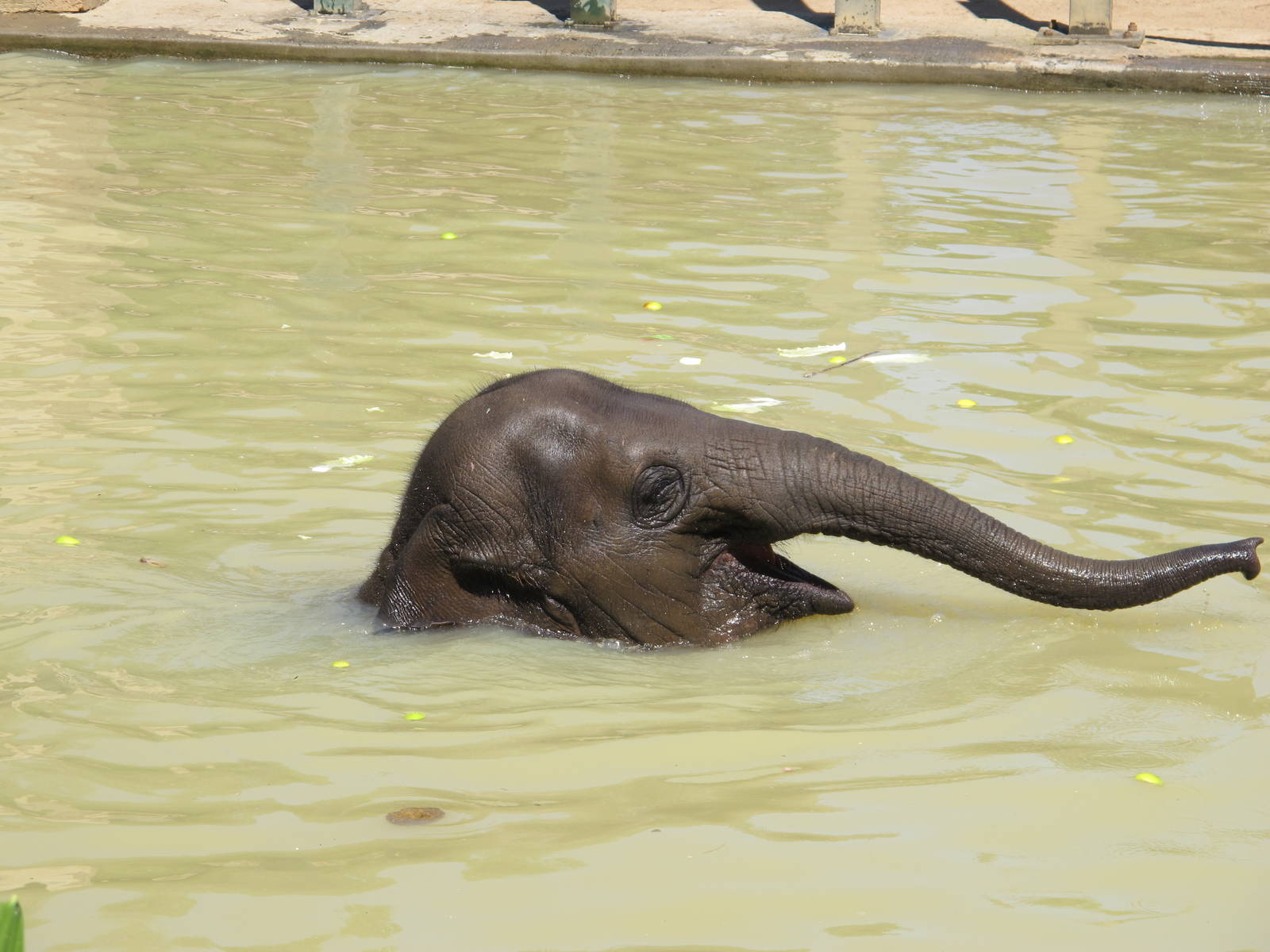 Asian Elephant - Melbourne Zoo November 2013