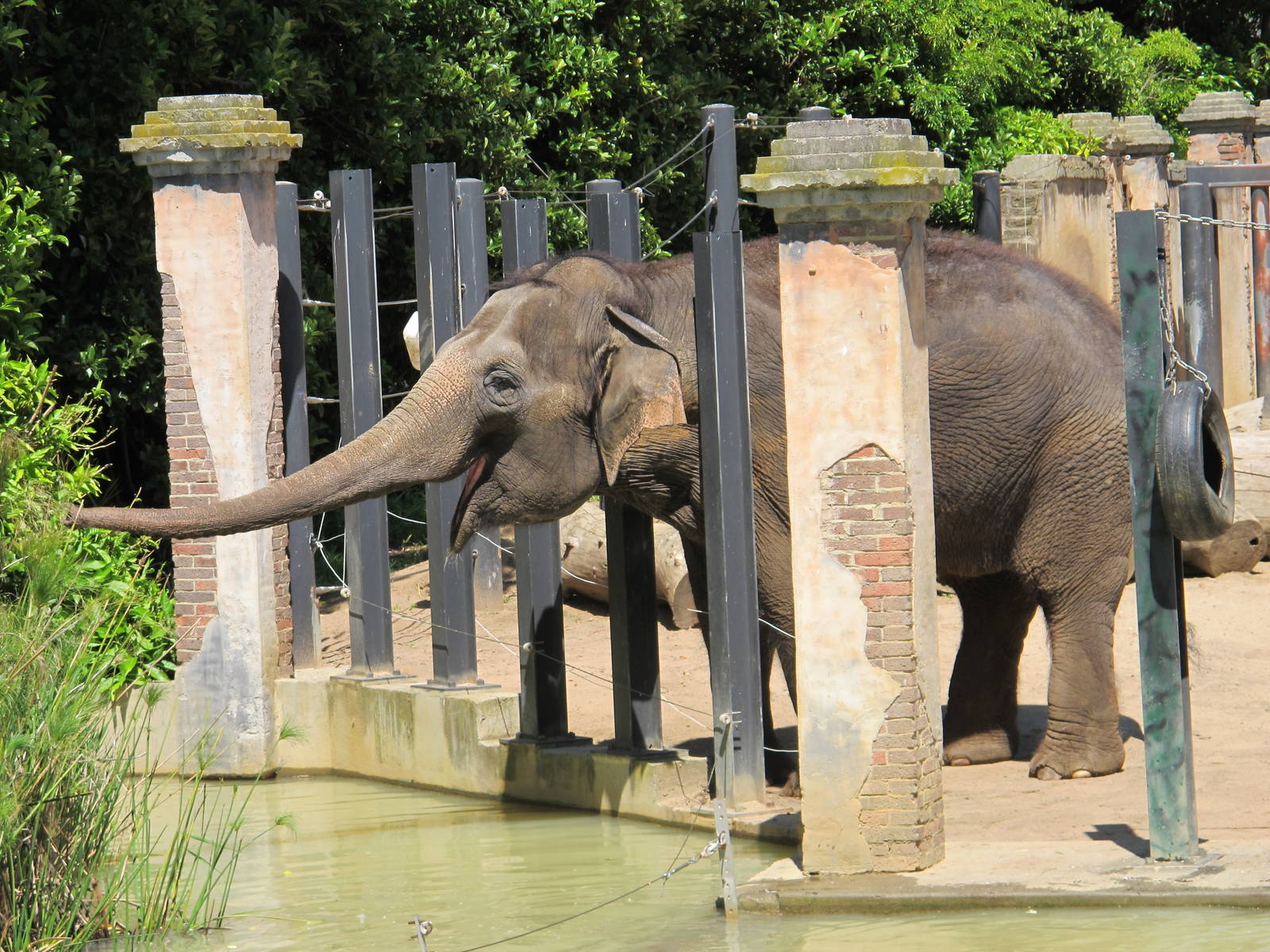 Asian Elephant - Melbourne Zoo November 2013