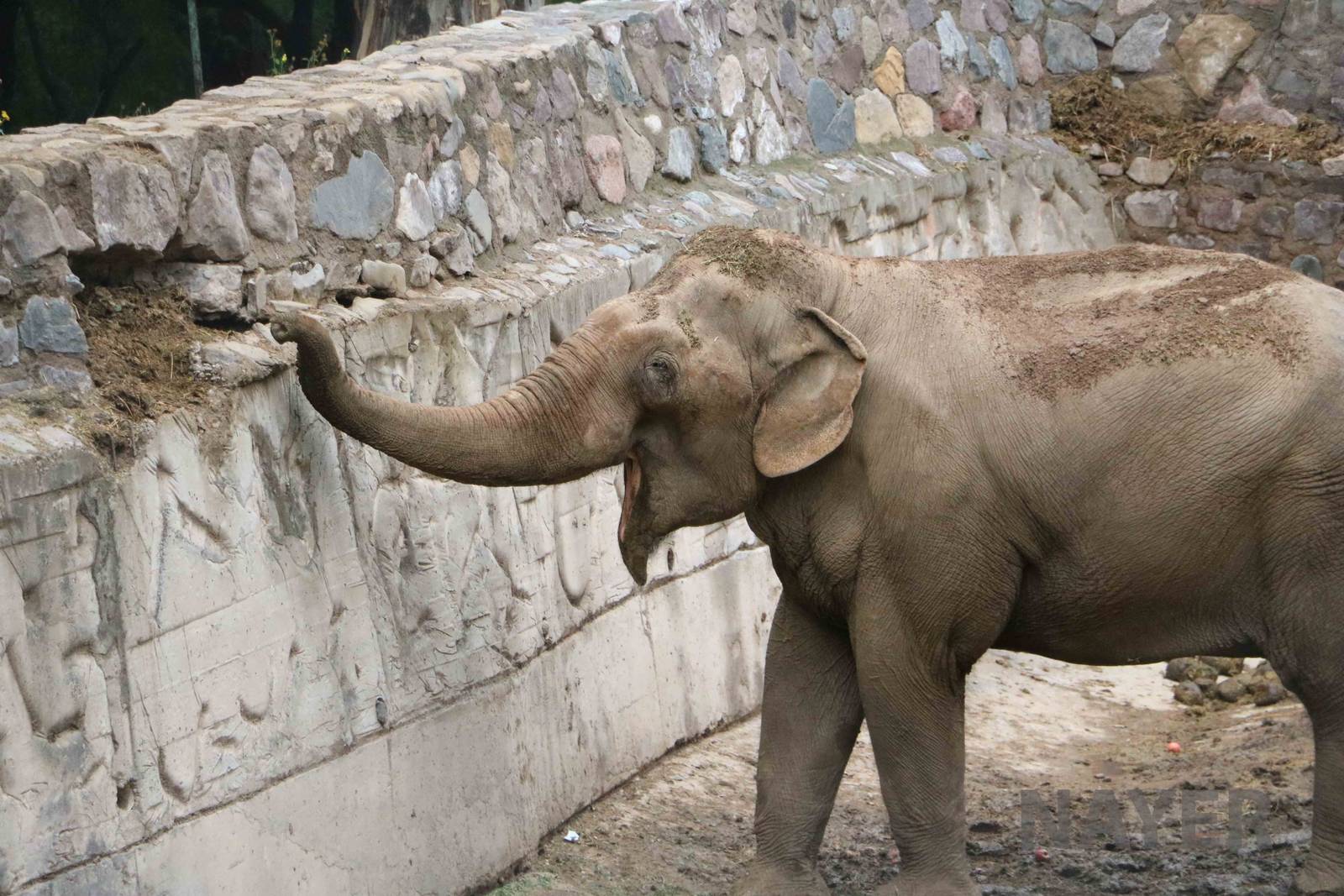 Asian elephant - Mendoza Zoo, April 2016