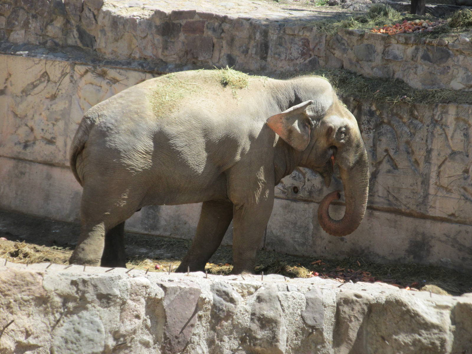 asian elephant mendoza zoo