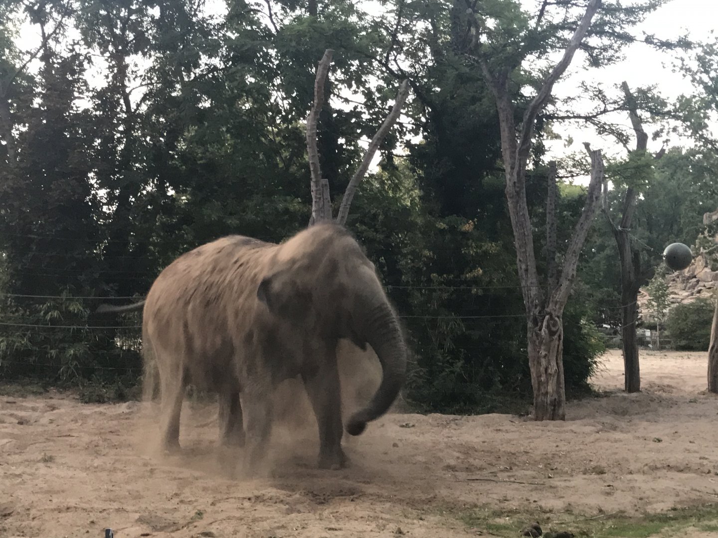 Asian elephant mid-dust bath