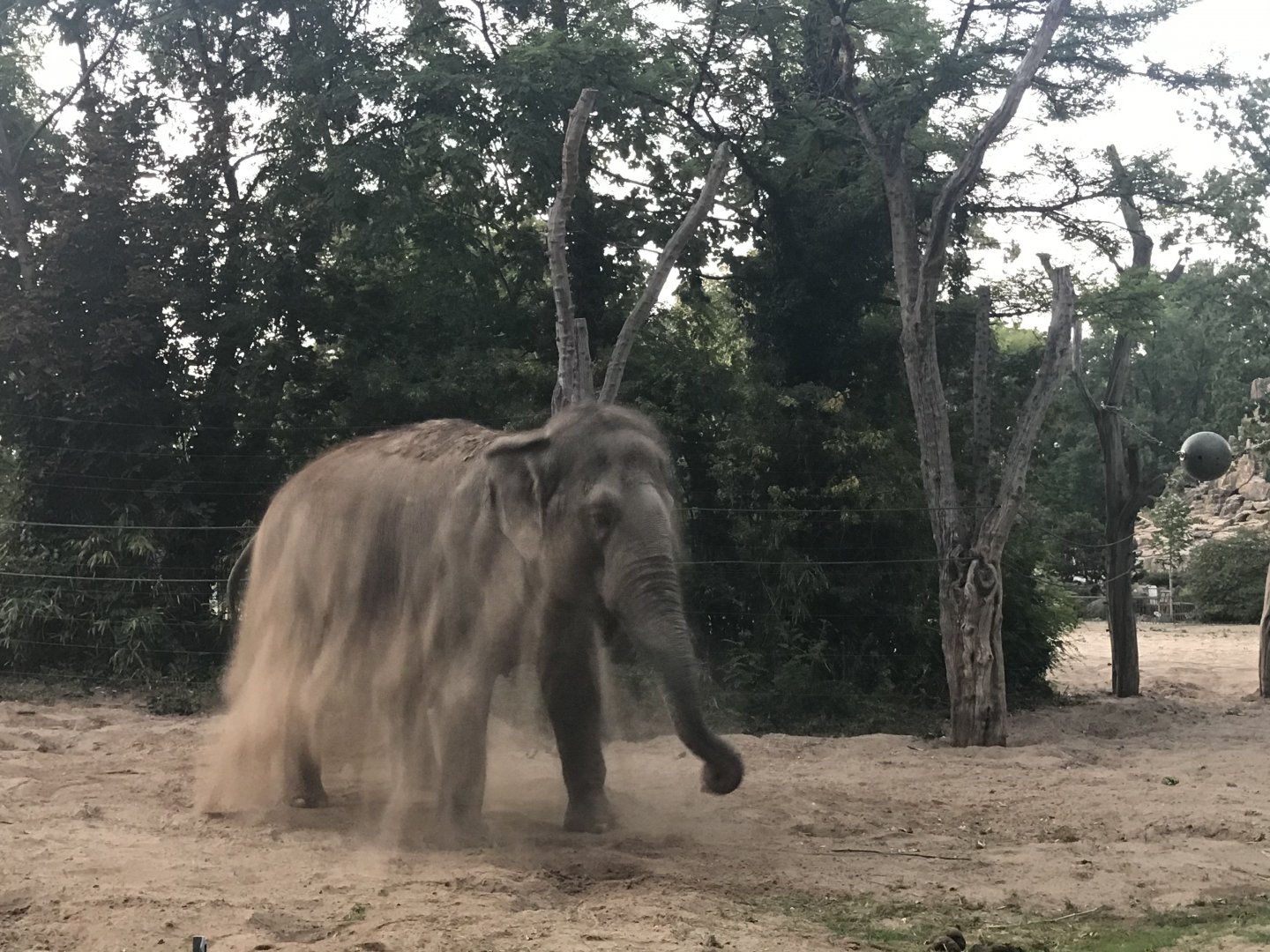Asian elephant mid-dust bath