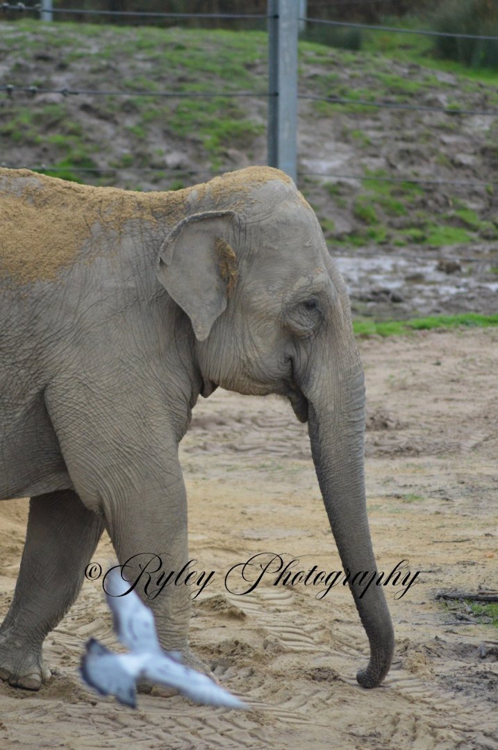 Asian Elephant Minbu