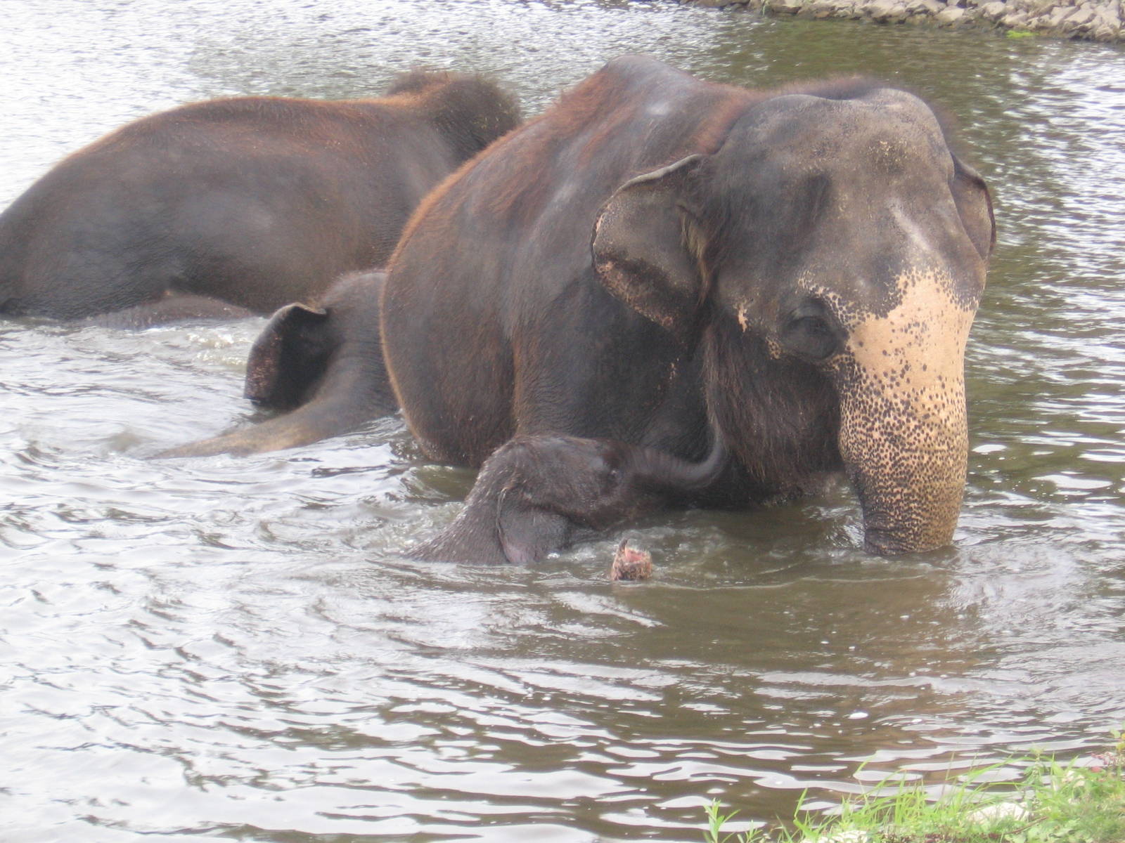 Asian Elephant MOM and BABY swimming