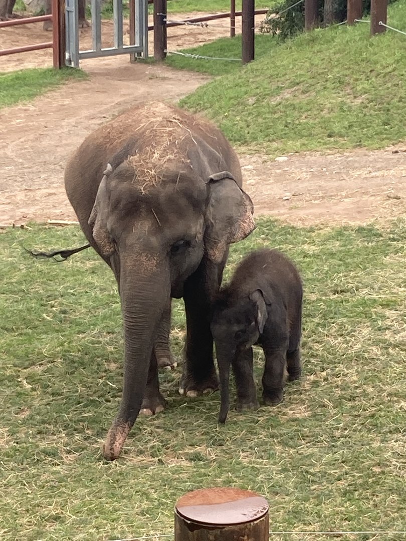 Asian Elephant Mother and Calf