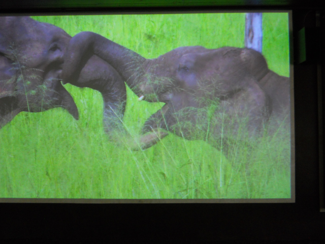 Asian Elephant movie in elephant theater