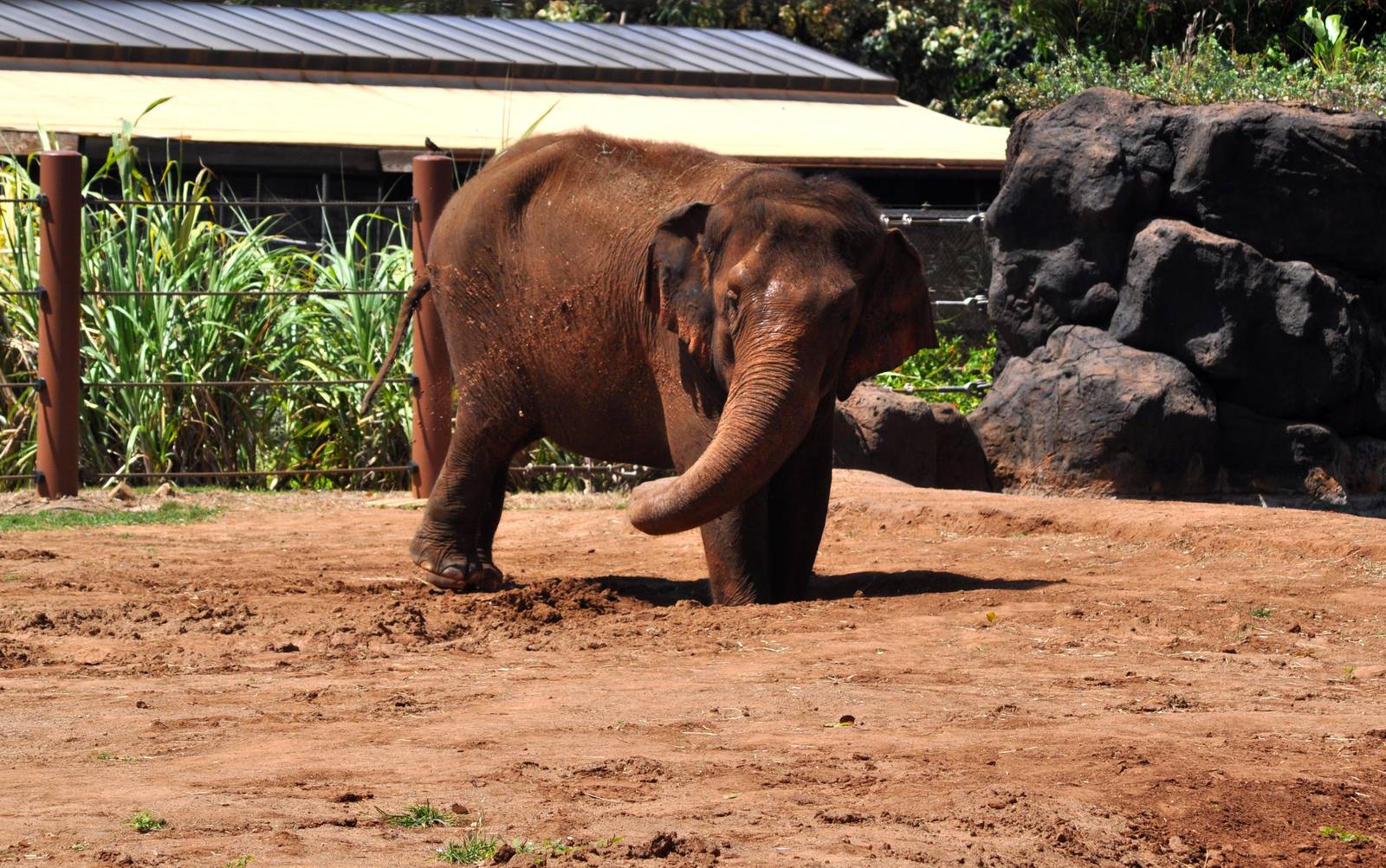 Asian Elephant mud bath