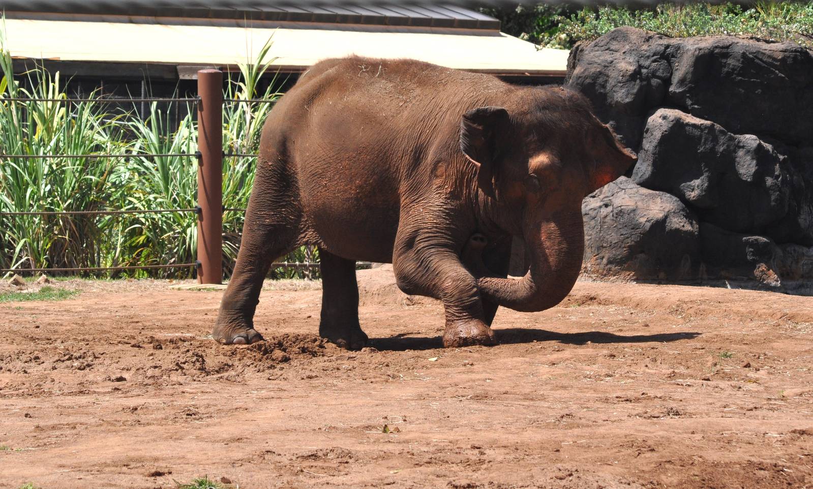 Asian Elephant mudding chest