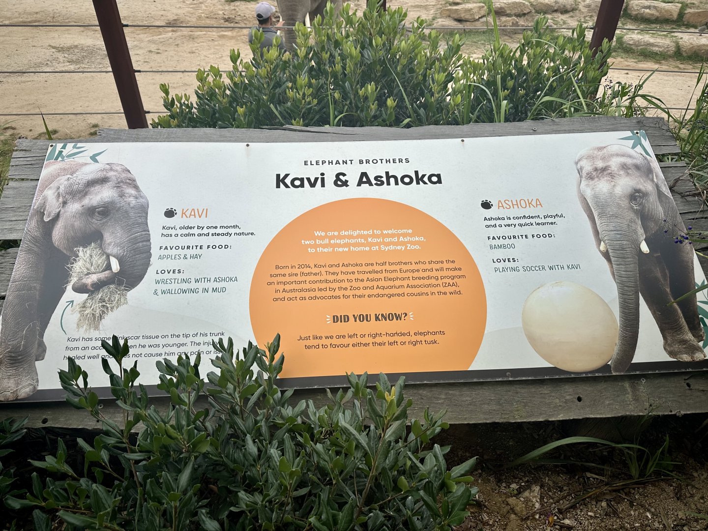 Asian Elephant (Name Signage)
