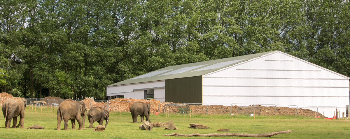 Asian elephant (new barn progress) : Whipsnade : 17 Jul 2016