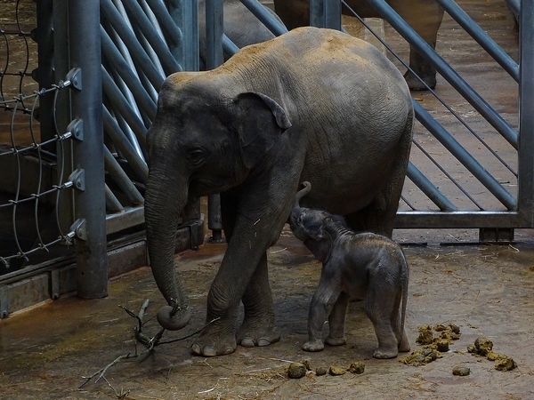 Asian elephant newborn