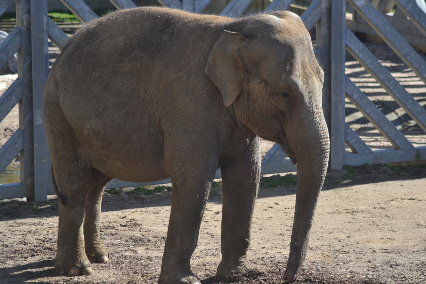Asian elephant Noorjahan