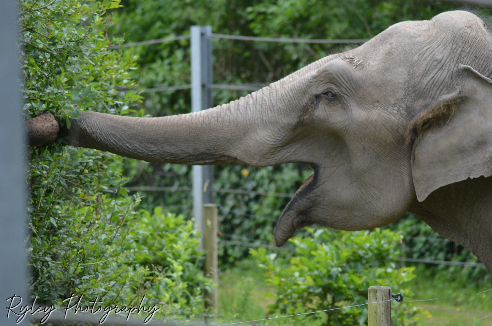 Asian Elephant Noorjahan