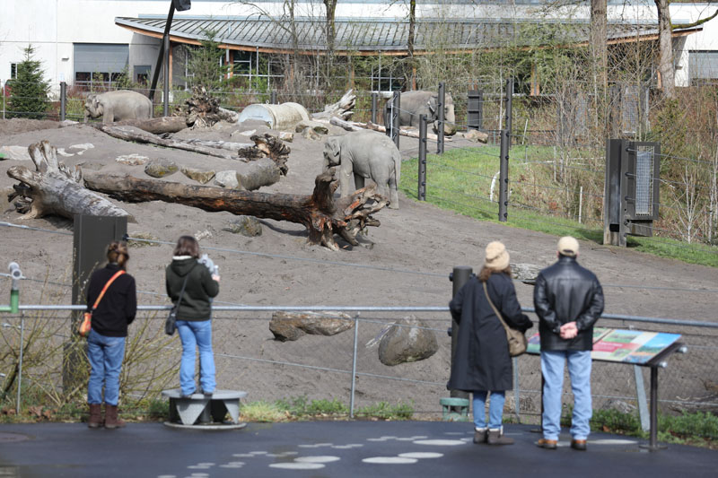 Asian elephant north yard