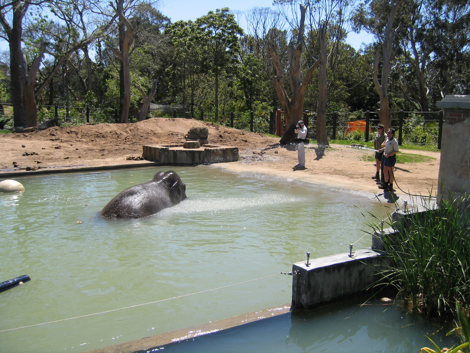Asian Elephant - Nov 2003