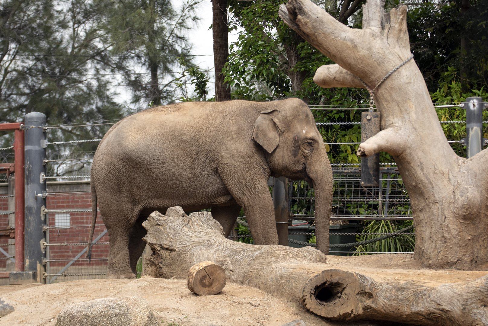Asian elephant 'Num-oi?'